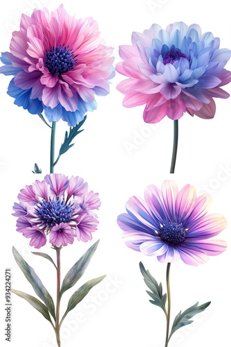 Cornflower-like pink and purple flower delicate and colorful 