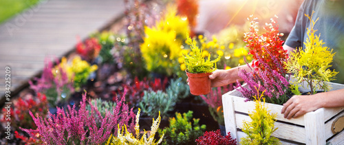 Fototapeta Naklejka Na Ścianę i Meble -  Planting coniferous plants and flowers in the garden in sunlight. Gardening