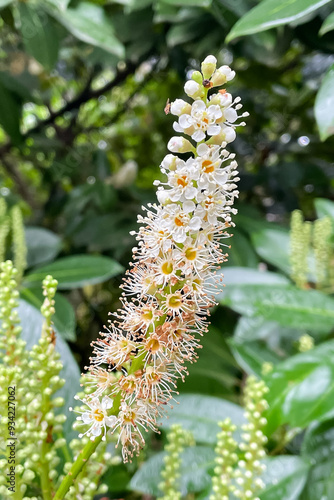 laurel branch in bloom. Prunus laurocerasus 'Novita' photo