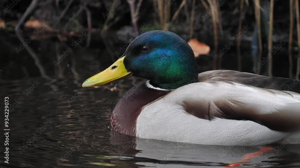 mallard duck preening its feathers slow motion mallard duck preening its feathers slow motion