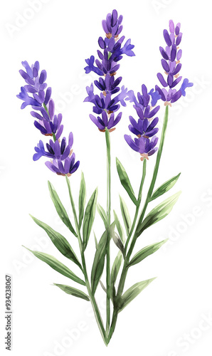 Watercolor lavender flower isolated on white background