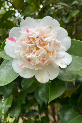 Blossoms of white camellia , Camellia japonica selective focus