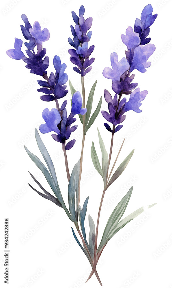 Watercolor lavender flower isolated on white background Watercolor lavender flower isolated on white background