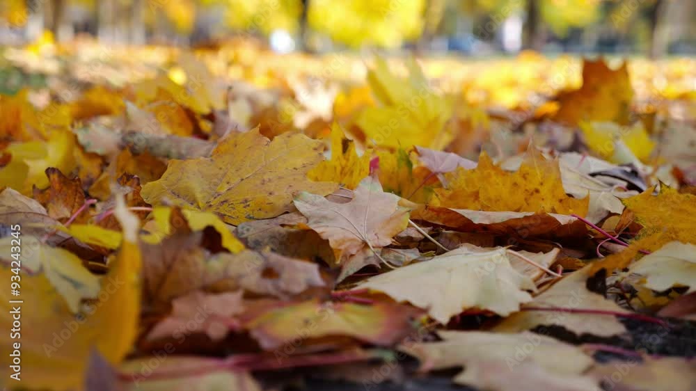 Close up view of empty autumn forest at sunny day. Yellow maple leaves lying on lawn at woodland. Gentle wind blowing through colorful foliage on the ground at parkland. Low view Slow motion Close up view of empty autumn forest at sunny day. Yellow maple leaves lying on lawn at woodland. Gentle wind blowing through colorful foliage on the ground at parkland. Low view Slow motion