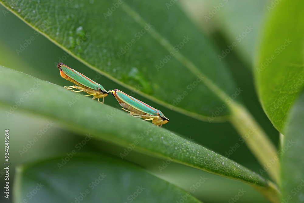 Fototapeta premium two green red rhododendron leafhoppers side view on a green rhododendron leaf