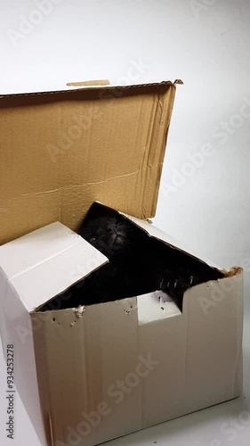 Black kitten emerges from a shipping box as a surprise