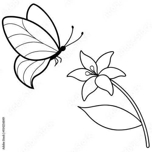A butterfly is extracting nectar from a Stephanotis flowerd