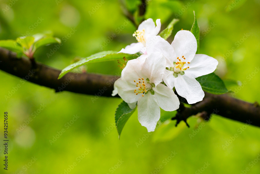 A blooming apple tree. Pink and white apple blossoms on a branch in spring. Floral spring and summer background. A blooming apple tree. Pink and white apple blossoms on a branch in spring. Floral spring and summer background.