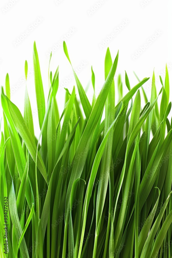 photo of fresh spring green grass isolated a white background. photo of fresh spring green grass isolated a white background.