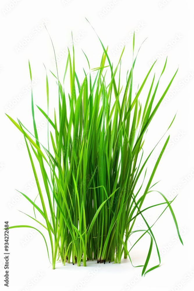 photo of fresh spring green grass isolated a white background. photo of fresh spring green grass isolated a white background.