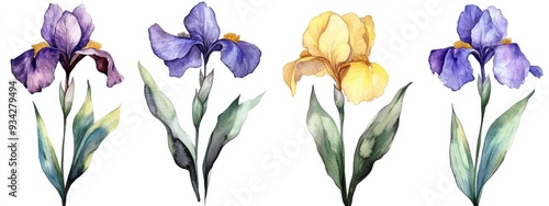 Purple and yellow iris flowers Botanical floral design Isolated wild spring leaves and wildflowers Set of watercolor illustrations Aquarelle drawing in fashion style