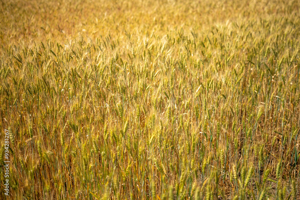 A field of golden wheat with a bright sun shining on it A field of golden wheat with a bright sun shining on it