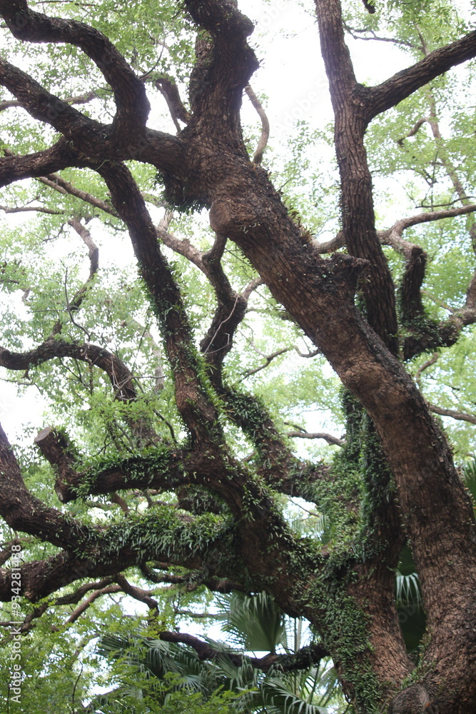 tree in the forest tree in the forest