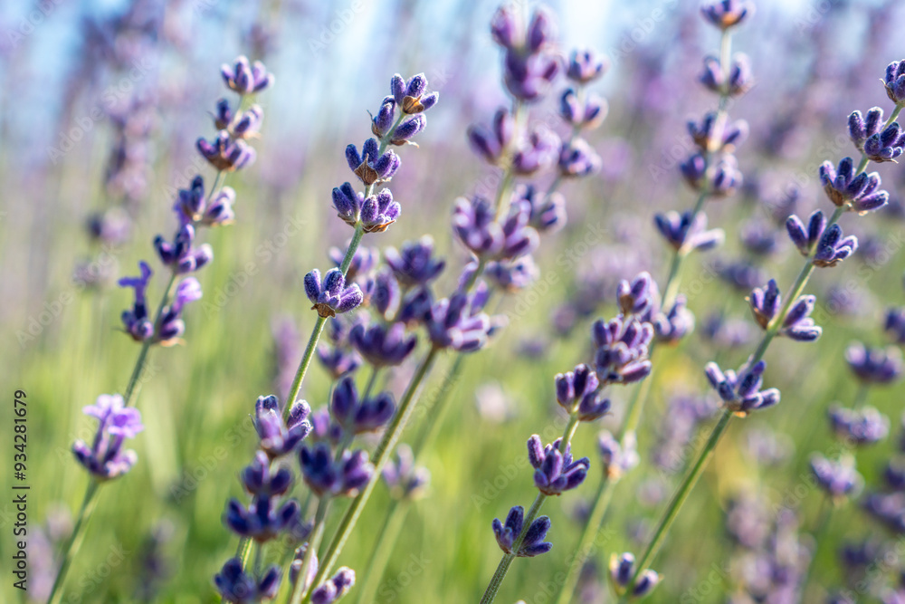 Fototapeta premium A field of purple lavender flowers with a clear blue sky in the background
