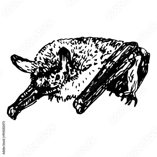 Brown long-eared bat. Plecotus auritus. Animal illustration. Hand drawn linear doodle rough sketch. Black and white silhouette.
