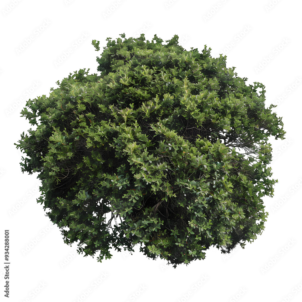 Obraz premium [Transparent Background PNG]Green Bush Isolated on White Background