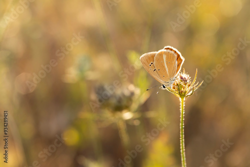 Canvas Print A beautiful butterfly photographed in its habitat
