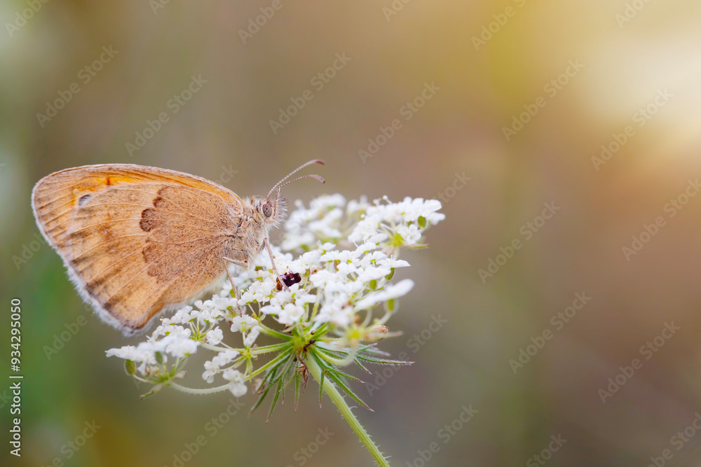 A beautiful butterfly photographed in its habitat. Nature background. Small Heath. Coenonympha pamphilus. A beautiful butterfly photographed in its habitat. Nature background. Small Heath. Coenonympha pamphilus.