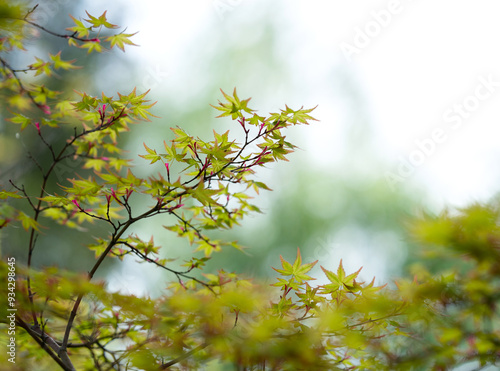 Beautiful tree branch with young leaves. Springtime. Beautiful picturesque spring background in Japanese style. Shallow depth of field. Macro. photo