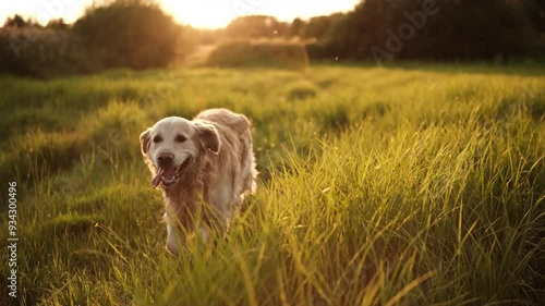 Adorable Golden Retriever Dog Walking On A Field At Sunset And Swiftly Running