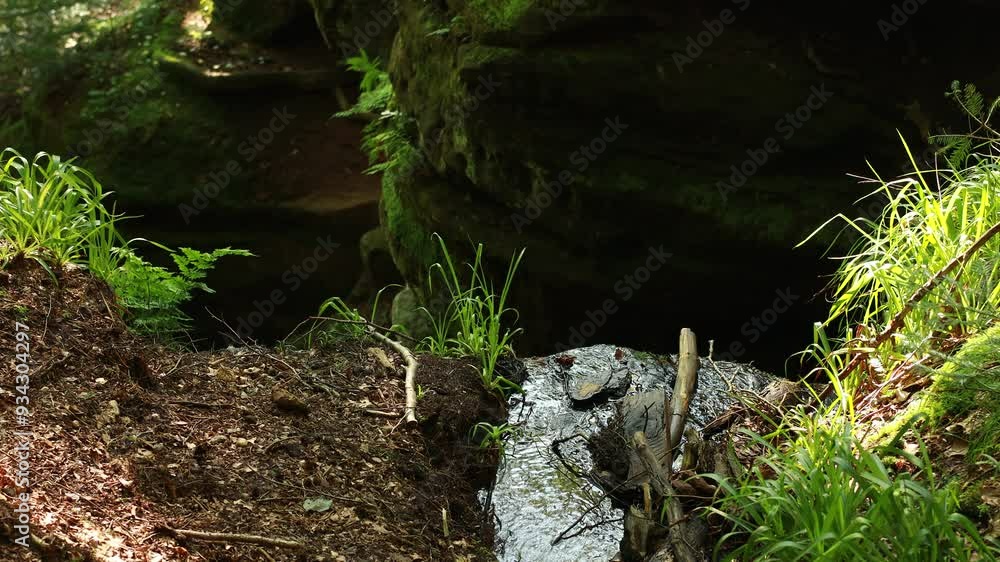 Forest stream flows flowing through stones and green vegetation. Stock footage. Shallow stream flows among green dense forests Forest stream flows flowing through stones and green vegetation. Stock footage. Shallow stream flows among green dense forests
