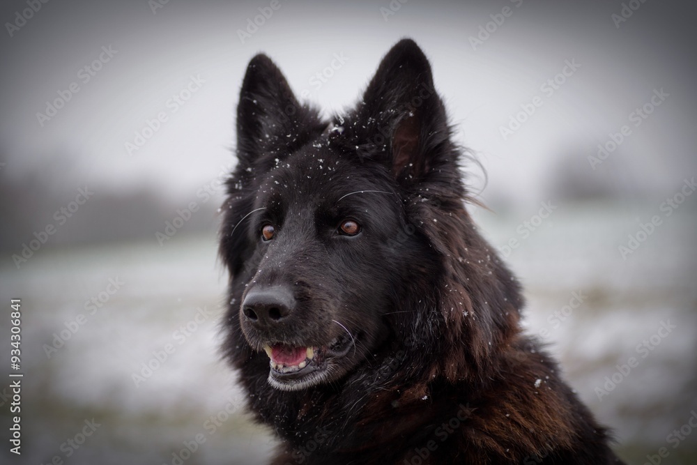 Altdeutscher Schäferhund im Winter Altdeutscher Schäferhund im Winter
