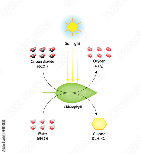 Photosynthesis process, photosynthesis equation formula, Biology Education. Calvin cycle. Vector illustration.