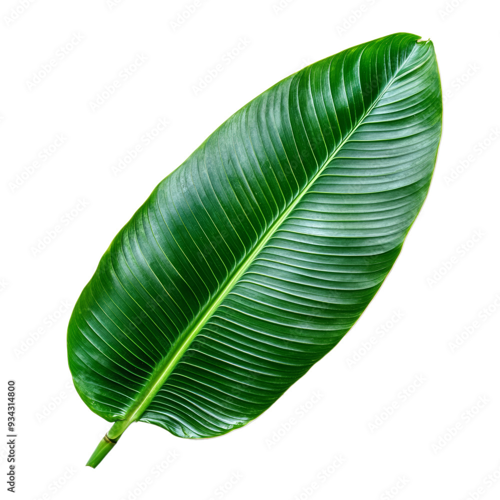 Textured bird of paradise leaf top view with elongated pointed tip isolated on transparent background Textured bird of paradise leaf top view with elongated pointed tip isolated on transparent background