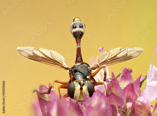 Helle Stieldickkopffliege (Physocephala vittata) im Regen photo