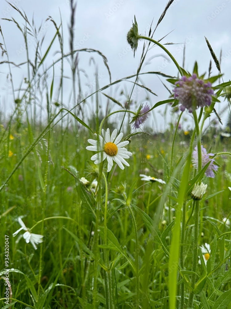 white field daisies with raindrops in green grass white field daisies with raindrops in green grass