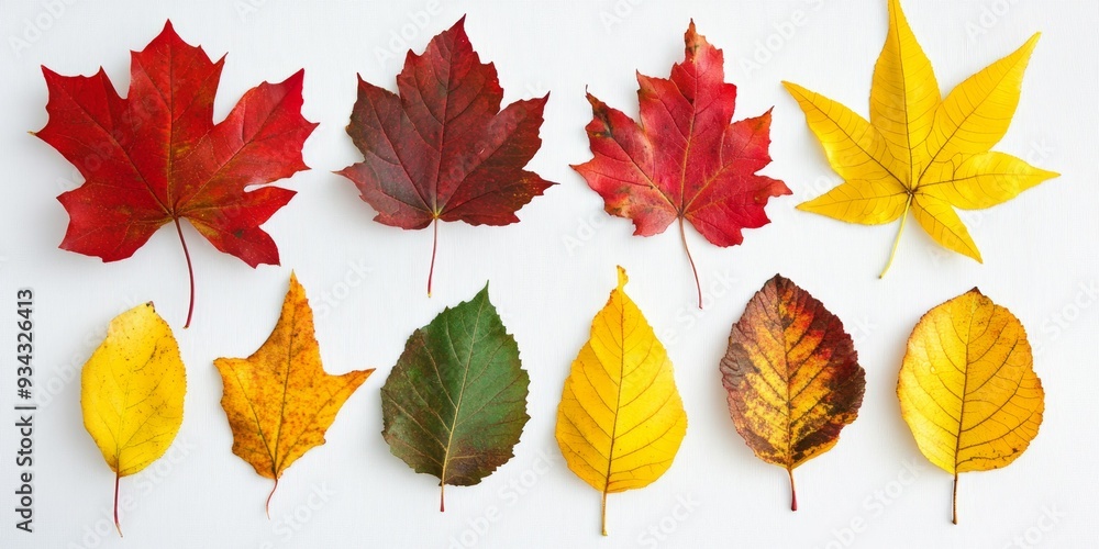 Obraz premium Colorful autumn leaves arranged artistically on a white background showcasing the beauty of fall foliage