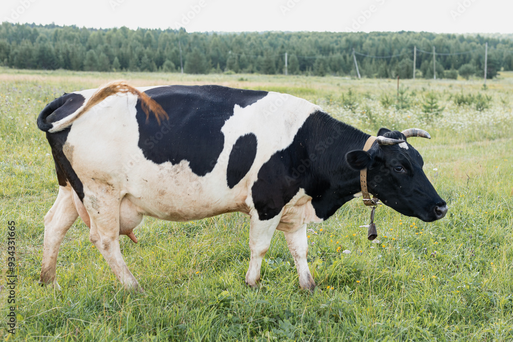 black white cow grazing in a meadow on a leash in the summer and eats green grass black white cow grazing in a meadow on a leash in the summer and eats green grass