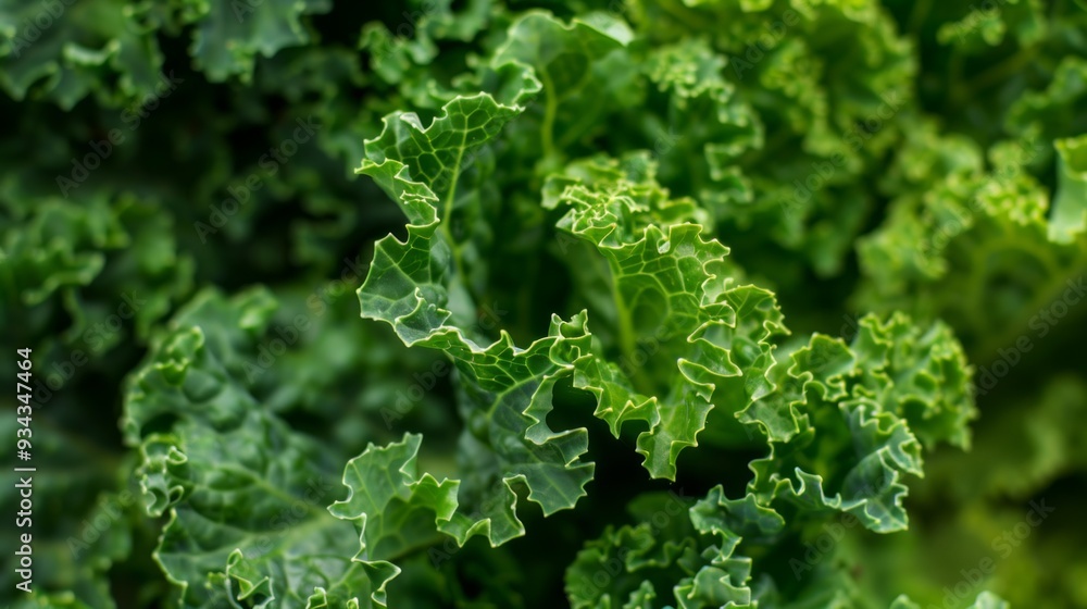green leaf vegetable green leaf vegetable