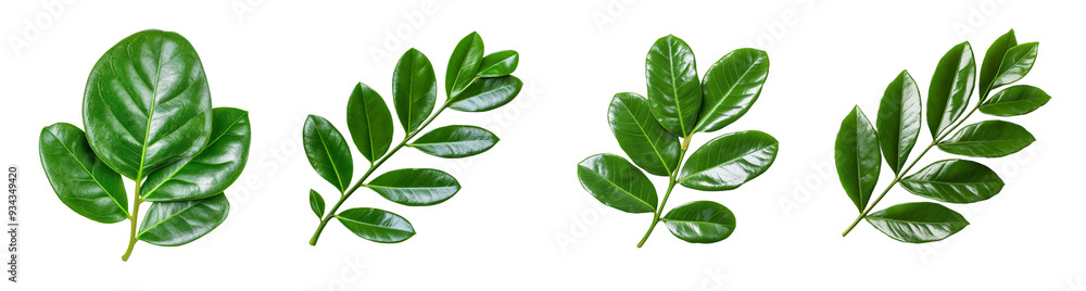 Obraz premium A collection of vibrant green tropical leaves, isolated on a transparent background, perfect for eco-friendly and nature-themed designs