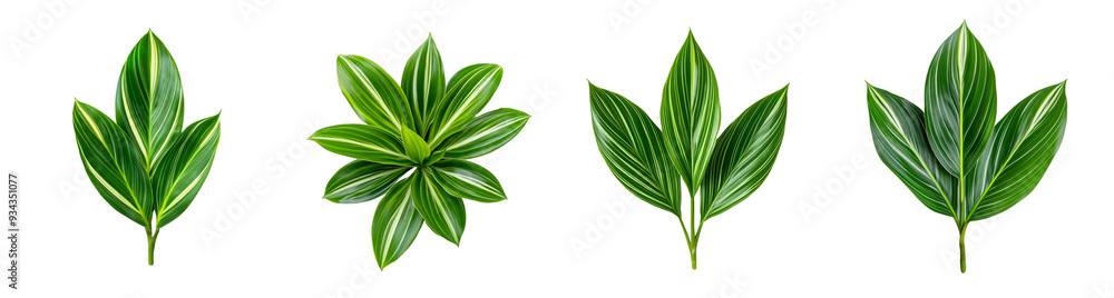 Collection of four isolated green tropical leaves with variegated patterns on a transparent background, ideal for Earth Day projects Collection of four isolated green tropical leaves with variegated patterns on a transparent background, ideal for Earth Day projects