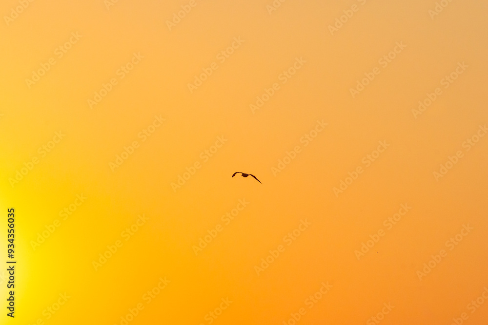 Shore Birds flying in the salt marsh in between Avalon, New Jersey and the Cape May National Wildlife Refuge at Sunset or golden hour Shore Birds flying in the salt marsh in between Avalon, New Jersey and the Cape May National Wildlife Refuge at Sunset or golden hour