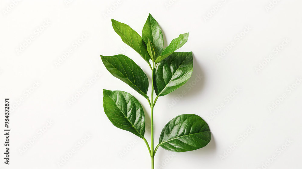 plant on white background plant on white background