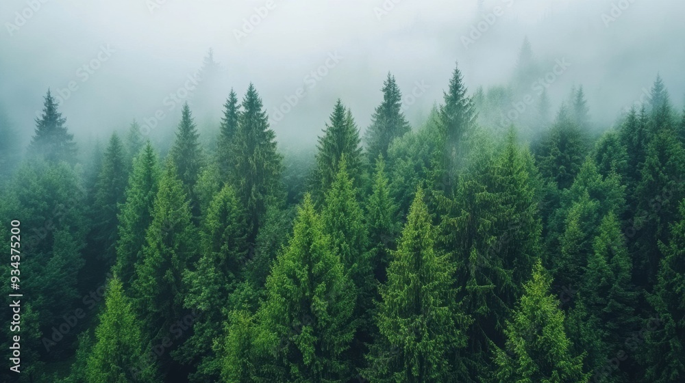Fototapeta premium A forest of trees covered in fog and mist, AI