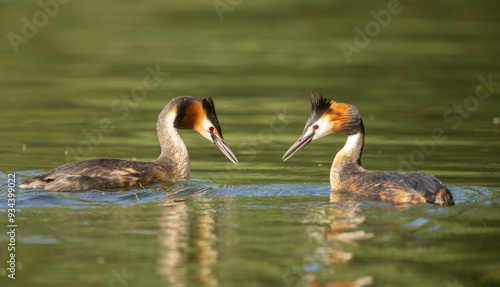 Great crested grebe, Podiceps cristatus, during breeding season display photo