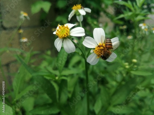 abeja