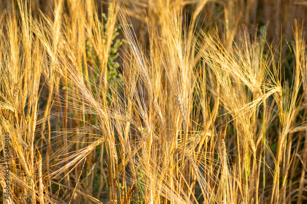 Fototapeta premium selective focus of a field under barley cultivation in summer ripe for harvesting