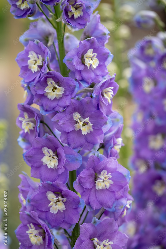 Stunning, tall blue delphnium flowers by the name Lilac Ladies, photographed in late summer at RHS Wisley garden, Surrey, UK
