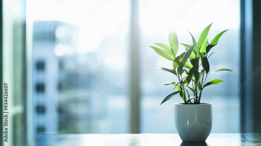 Green potted plant on a table with blurred cityscape in the background Green potted plant on a table with blurred cityscape in the background