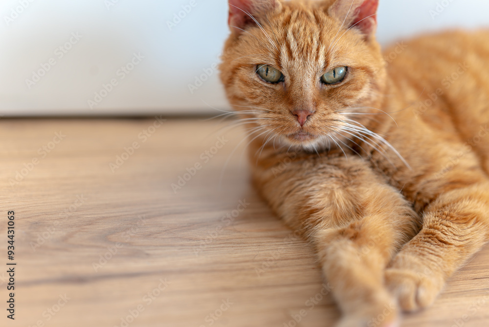 Naklejka premium Old ginger cat with striped fur, long whiskers and green eyes. Lying on a wooden floor and looking at the camera. Pet. Mammals. Funny, smart, sly look. Relaxation. Home environment.