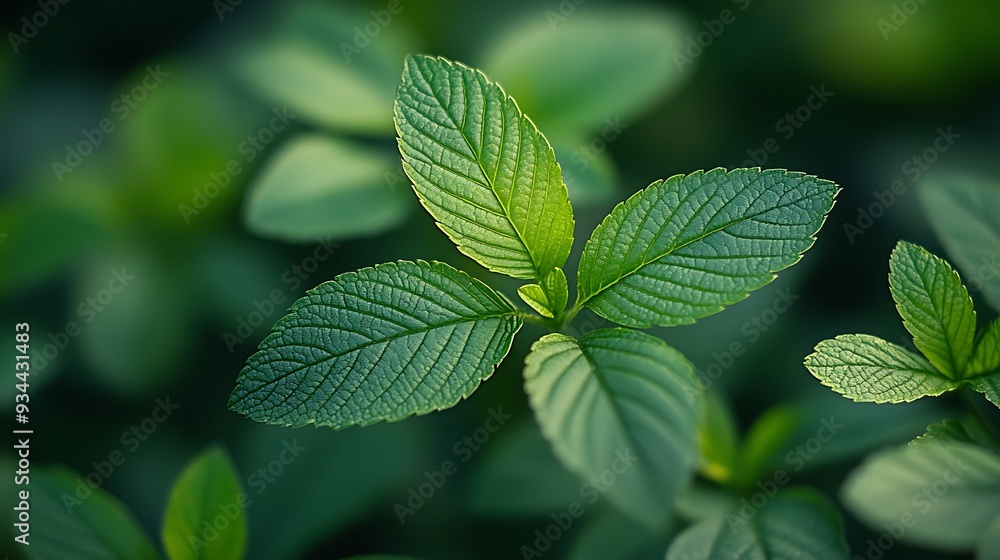 Close-up of vibrant green leaves with a blurred background. Close-up of vibrant green leaves with a blurred background.