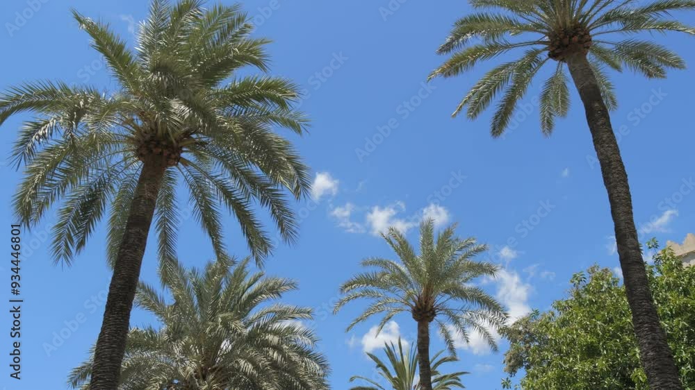 POV View of palm trees from below. Palm trees on the street against the background of the blue sky slow motion POV View of palm trees from below. Palm trees on the street against the background of the blue sky slow motion
