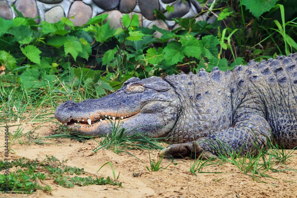 Fototapeta premium American alligator lies on the sand with eyes closed. The Alligator mississippiensis