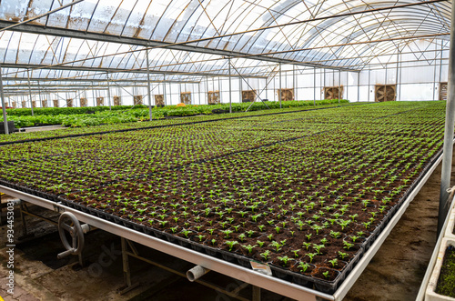 Tablou pe pânză Plants grown in an industrial scale in a weather controlled glasshouse