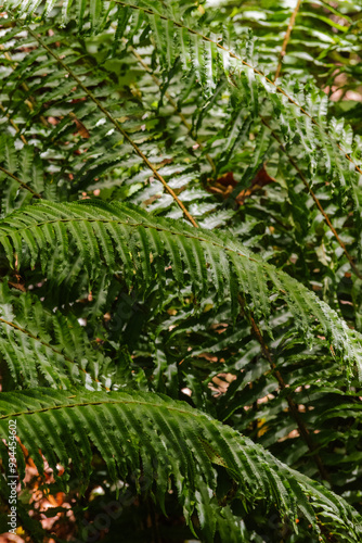 Sword Fern (polystichum munitum) 