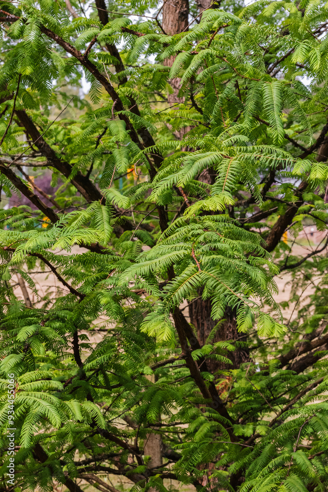 Dawn redwood (Metasequoia glyptostroboides) Dawn redwood (Metasequoia glyptostroboides)